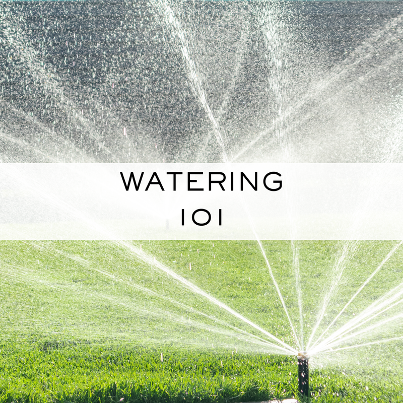 Watering 101. Key tips for watering lawn in Minnesota. 