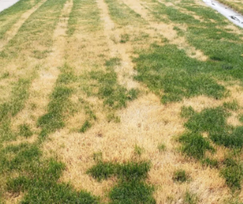 Ascochyta Leaf Blight