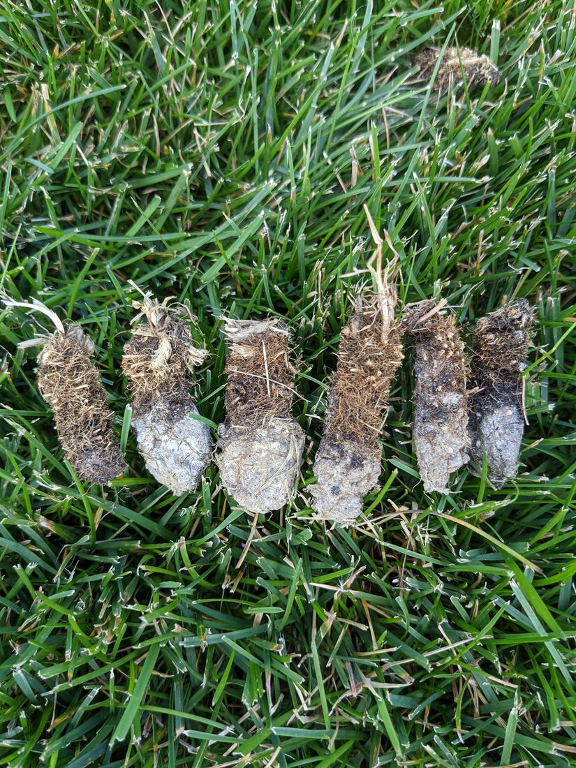 Six soil cores pulled by a West Metro Lawn & Snow aerator, lying on the turf where they landed
