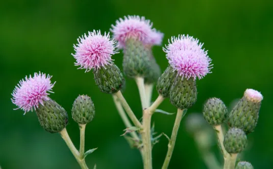 Canada Thistle