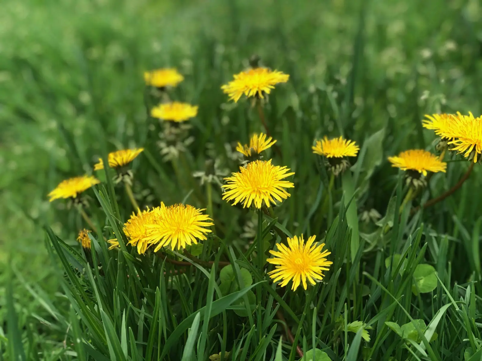 Dandelion