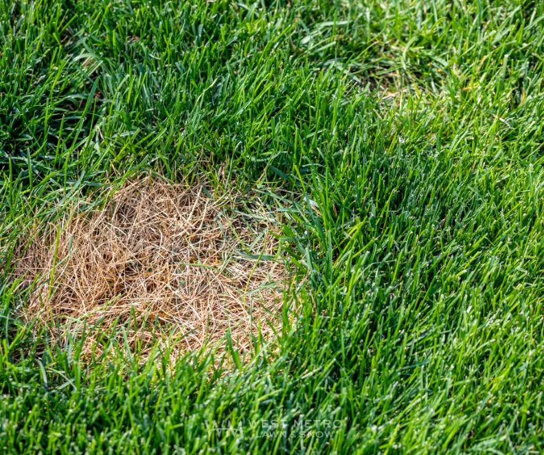 Dollar Spot