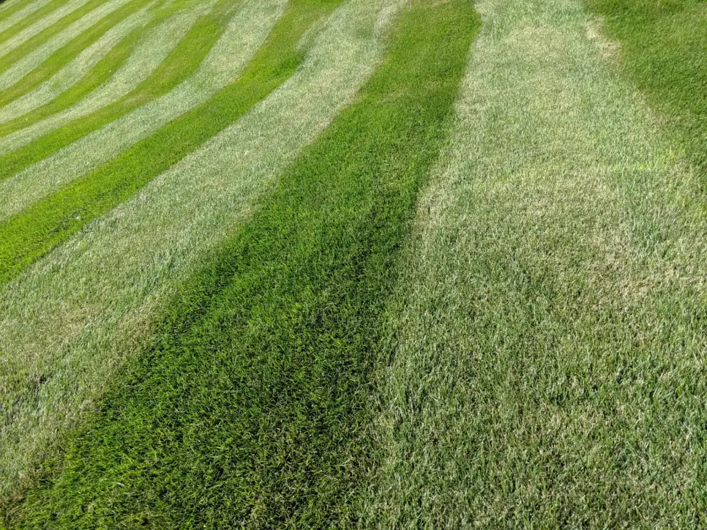 Close-up of a freshly mowed lawn showing sharp striping and healthy turf