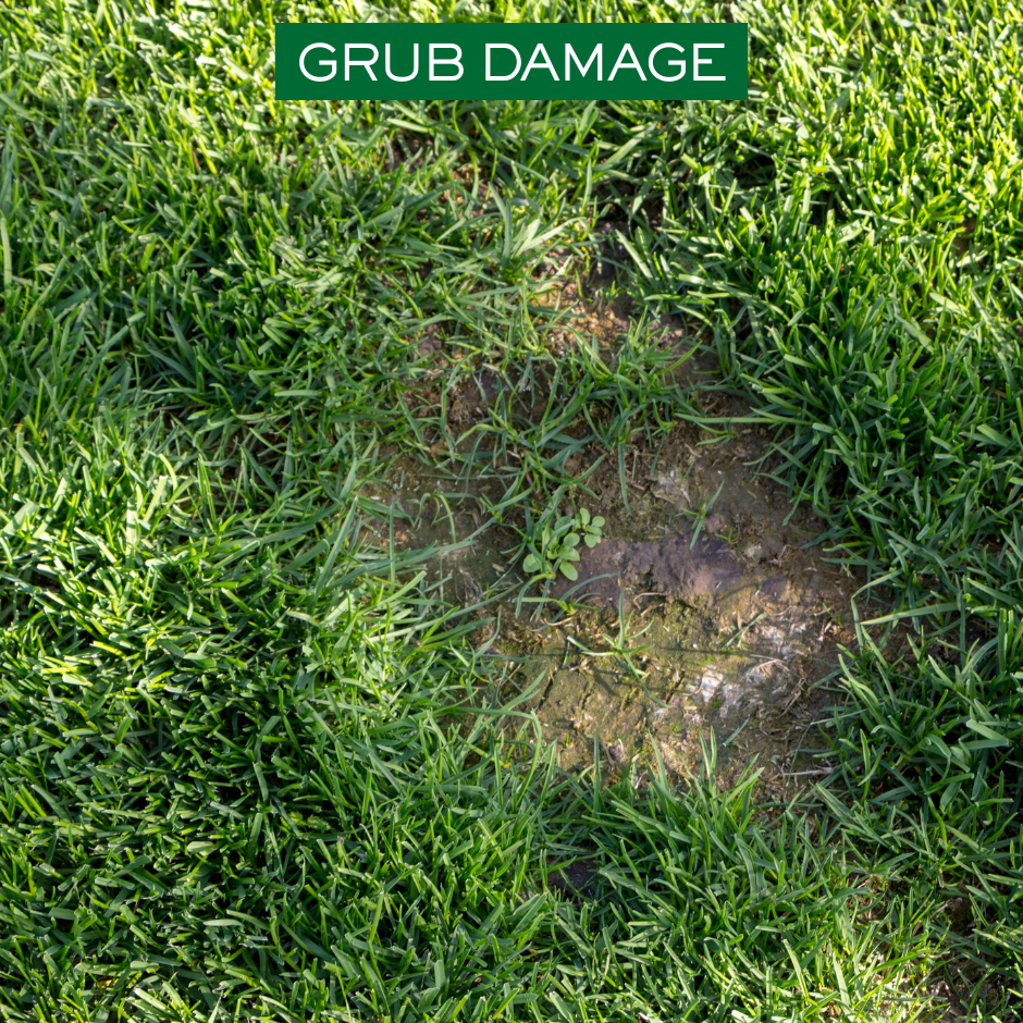 Assessing Your Lawn After the Spring Thaw