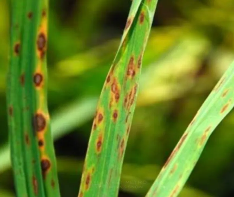 Leaf Spot