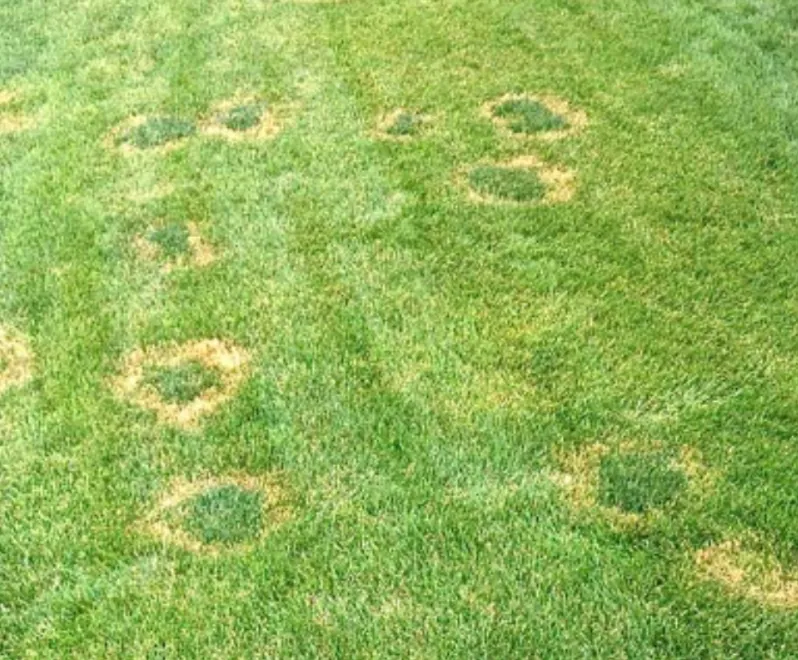 Necrotic Ring Spot