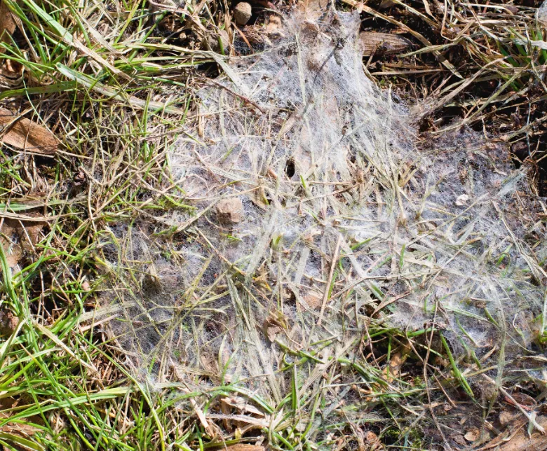 Snow Mold
