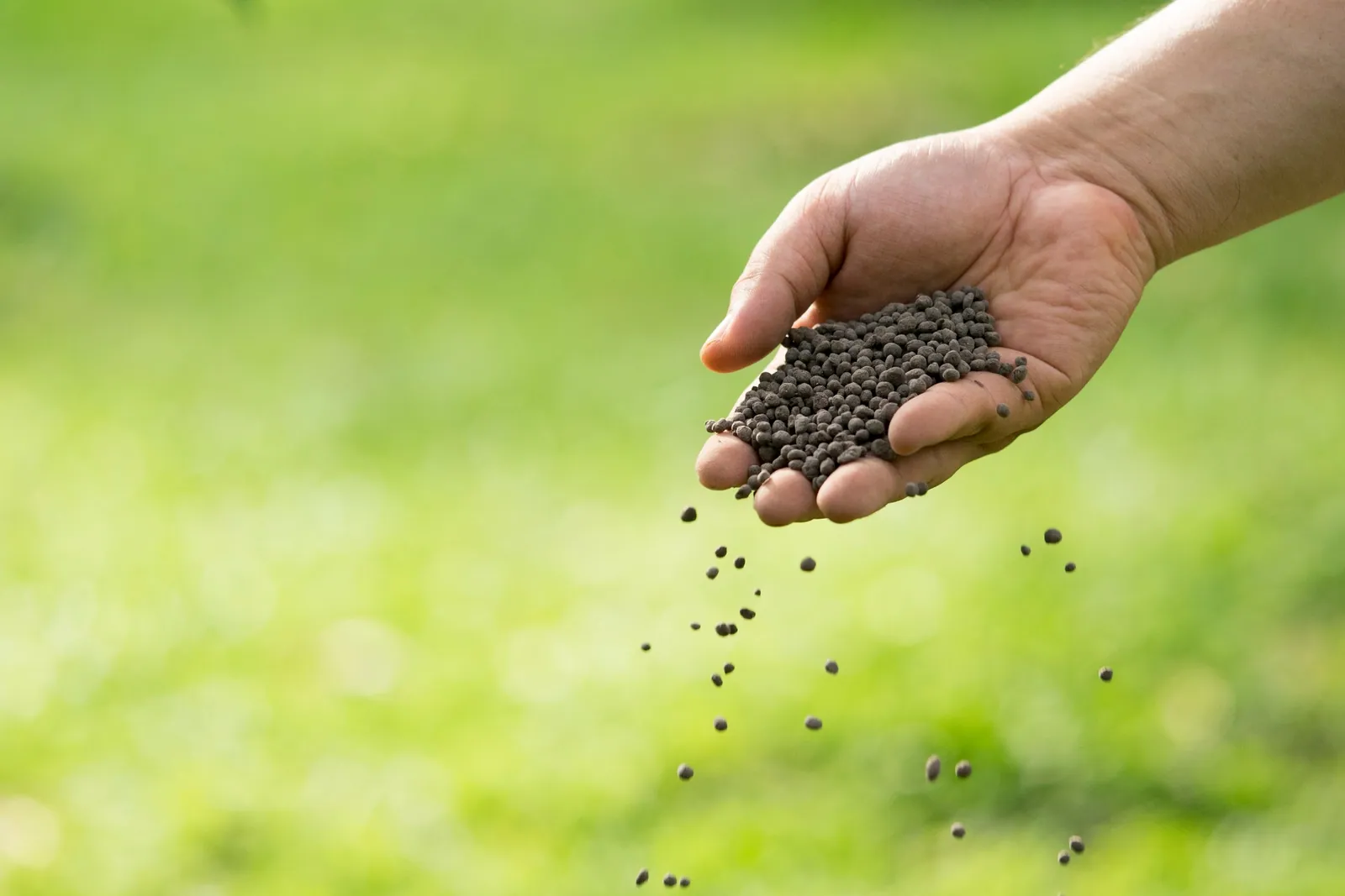 Hand spreading organic soil amendment granules over a green lawn