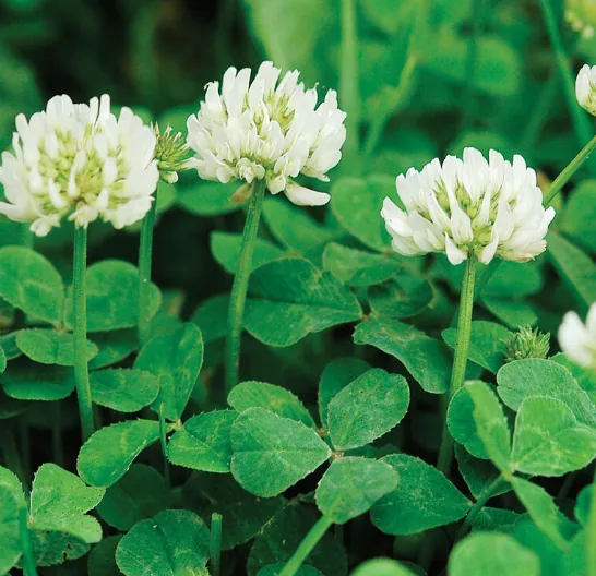 White Clover